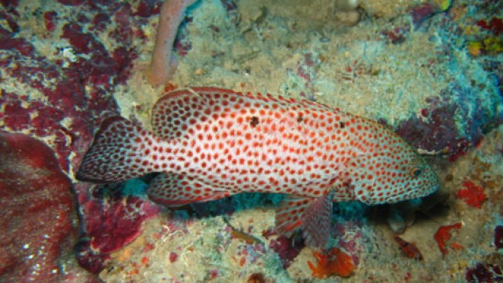 Groupers (27)_37954